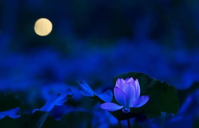 飞花令:主题字【晚】[玫瑰] 
丝丝杨柳莺声近。晚风吹过秋千影。 
寒色一帘轻。