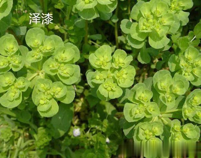 仲景名方治积液治结节[good]《金匮要略》泽漆汤，可用治胸腔积液。以咳而脉沉，