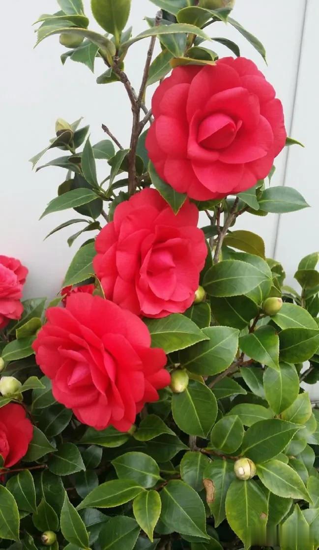 分享图片——红色山茶花，天生丽质，艳美多姿
 
