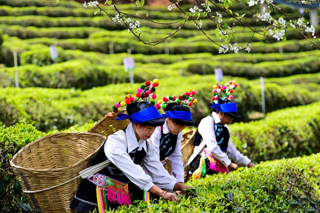 【云南南涧：花香陪伴采茶忙】春暖花开，新茶吐绿，位于云南大理南涧彝族自治县12万