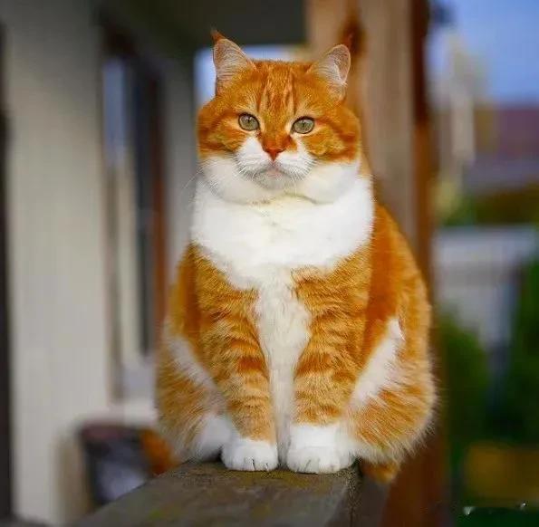 分享图片——最好看的大橘猫，好