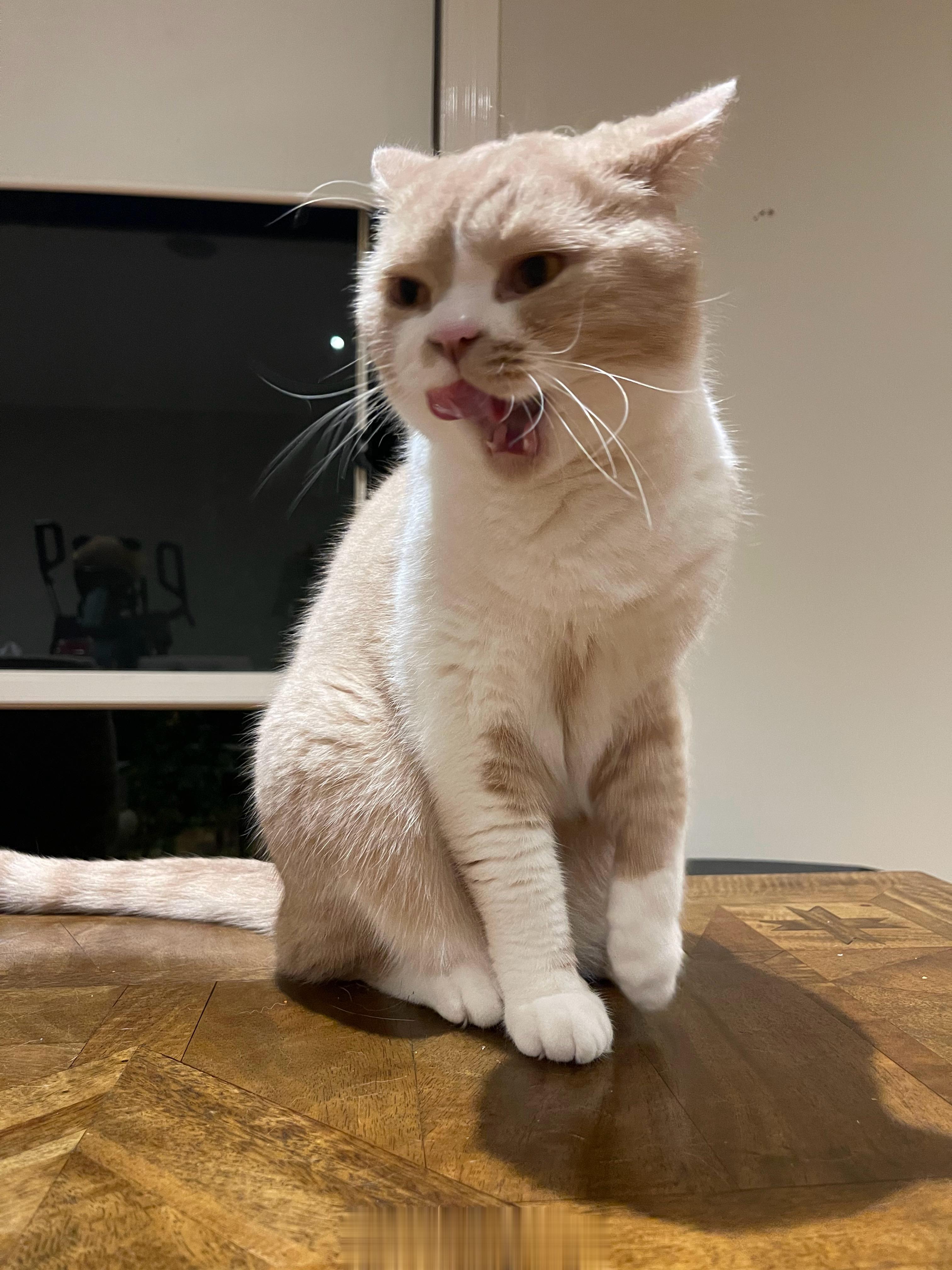我最爱的小猫咪呀  ​​​