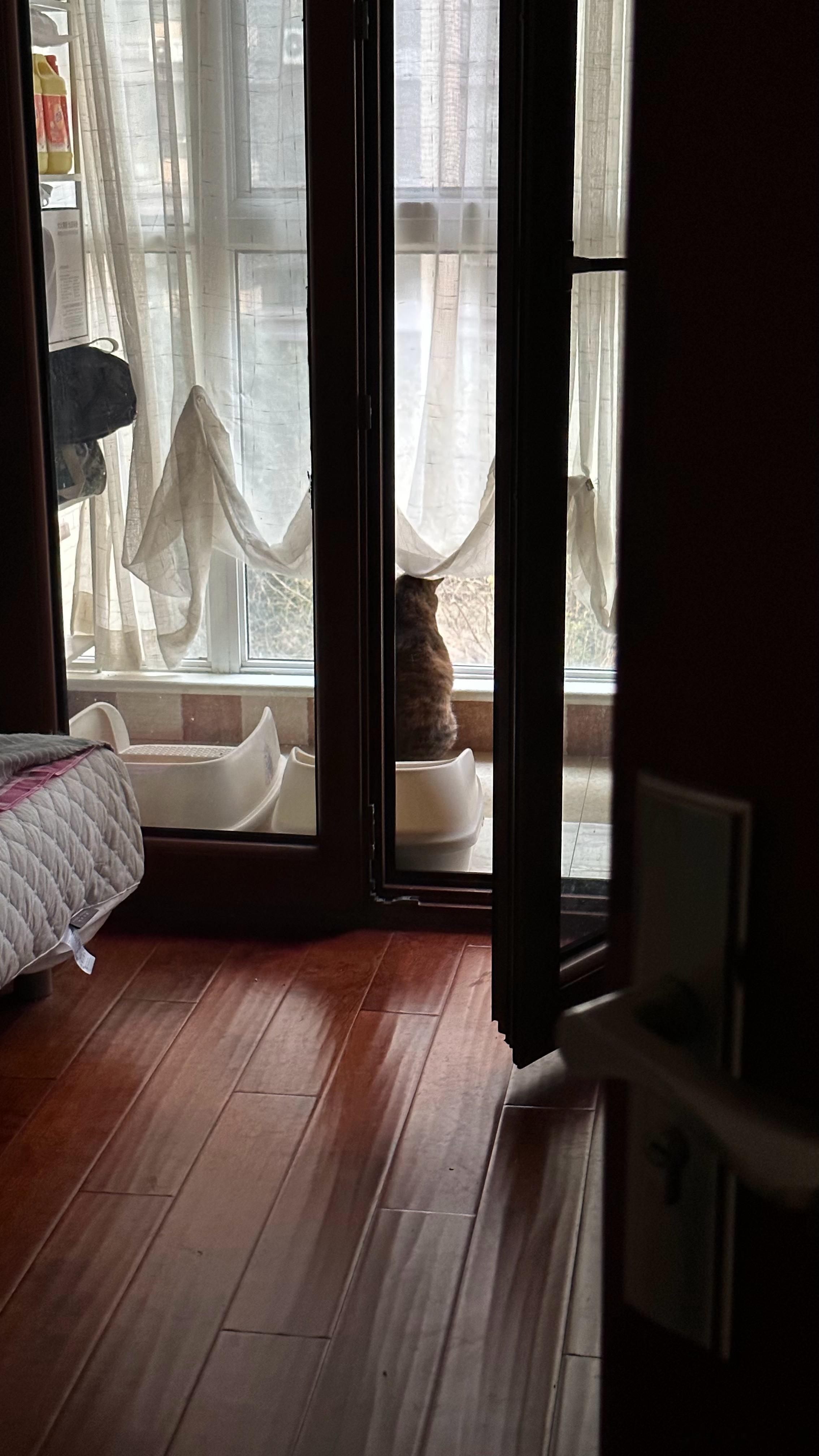  月饼在外面有猫了，早早晚晚不停的看 ​​​