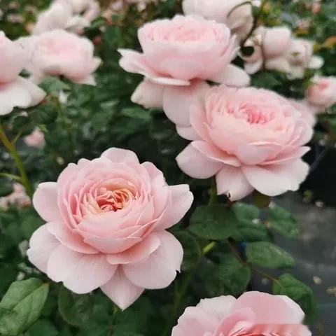  上联：春花秋月逝流年  求下联？