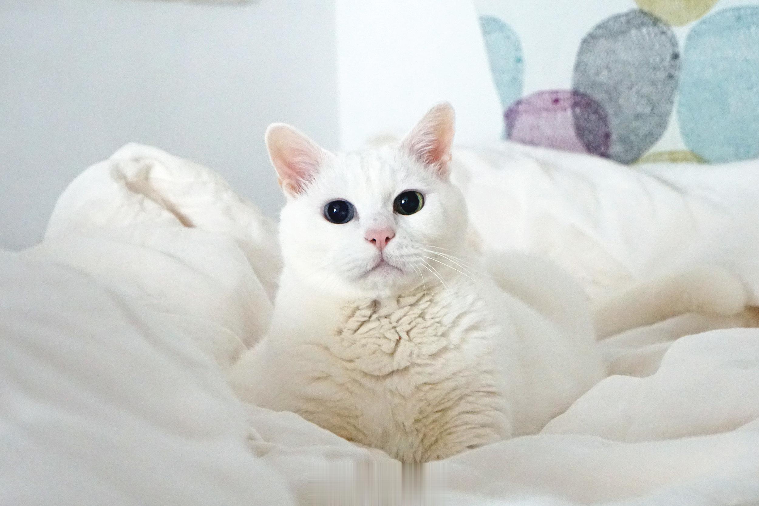 老寶擁有胸肌蒜瓣毛。 ​​​