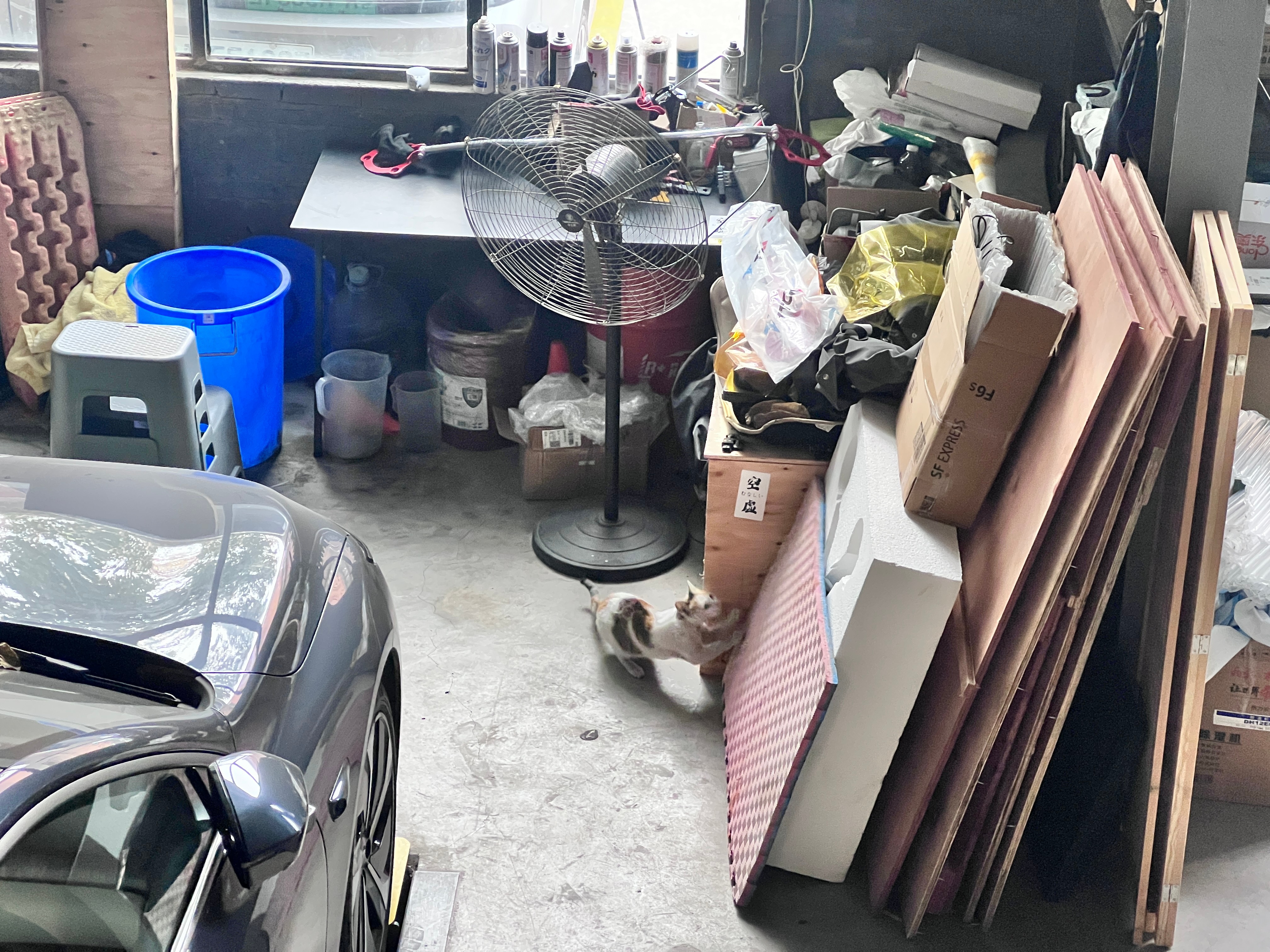 公司来了一只野咪要怎么招待它好呢？[憧憬] ​​​