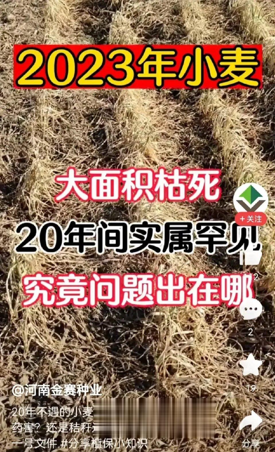 最近注意到在河南、河北、山东、江苏、安徽等省份的个别地方出现了小麦青苗死亡的现象