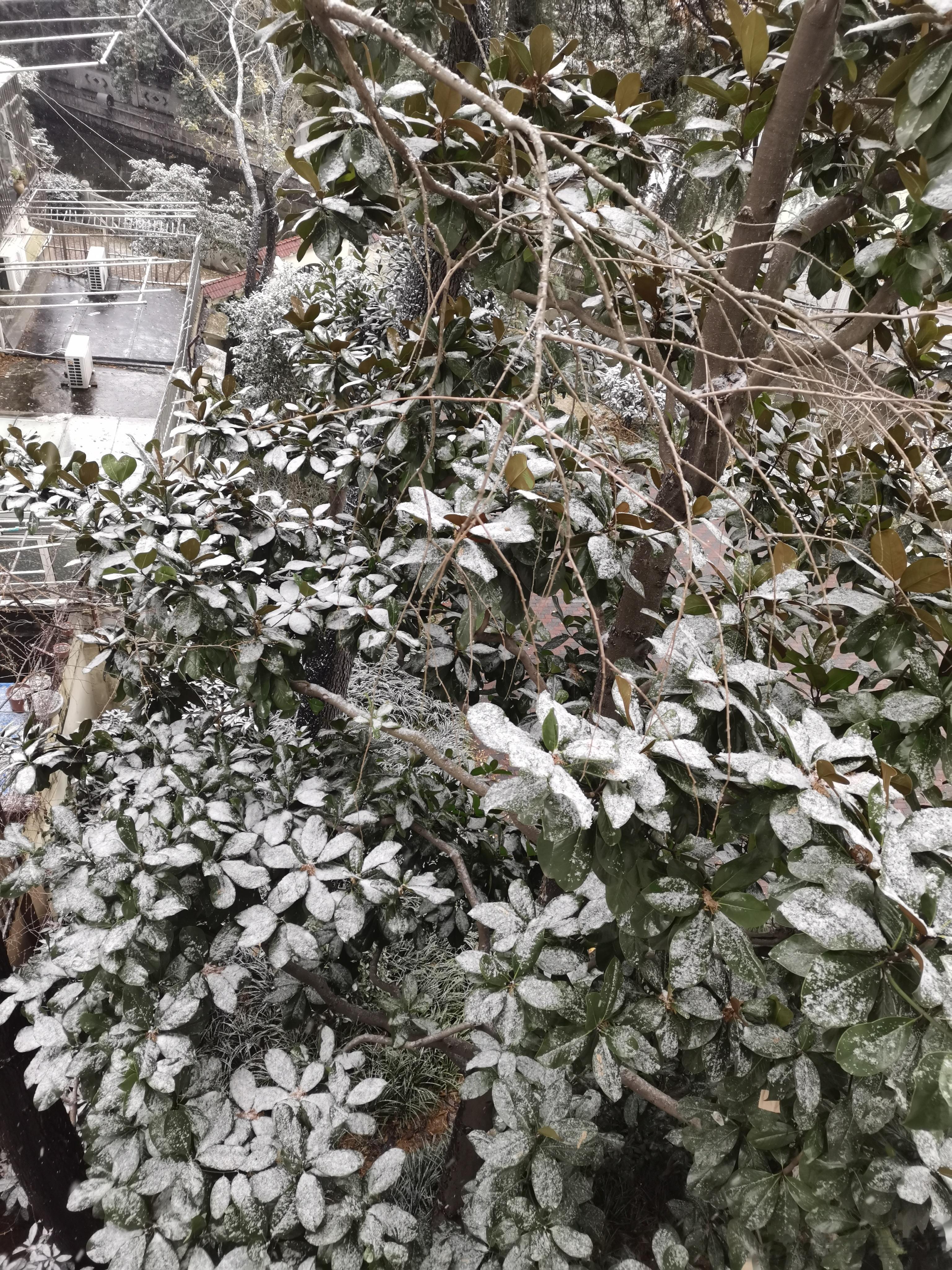 #小年#一夜北风紧，开门雪尚飘