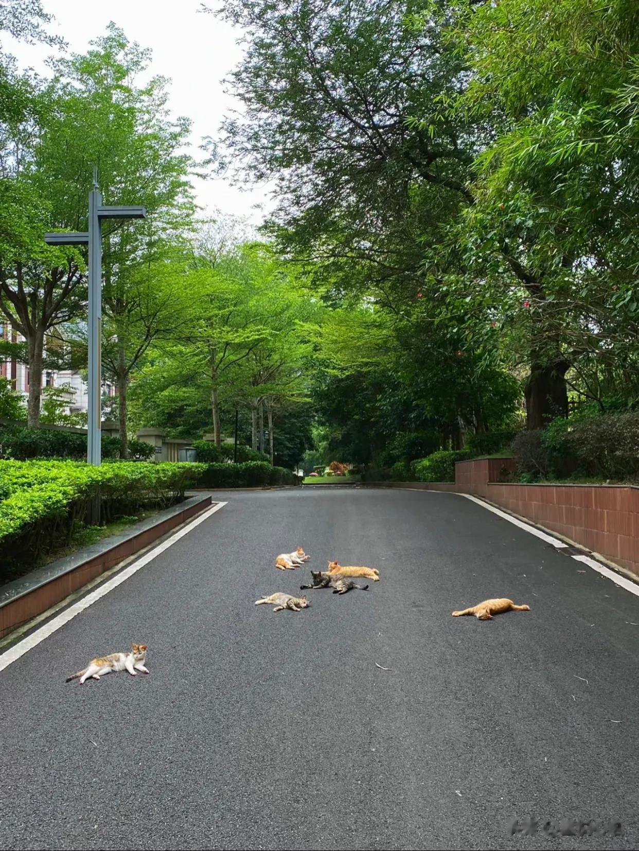 出门被喵喵大军收过路费了[笑哭]
一直听说小区里有好多流浪猫……
但自己偶尔在楼