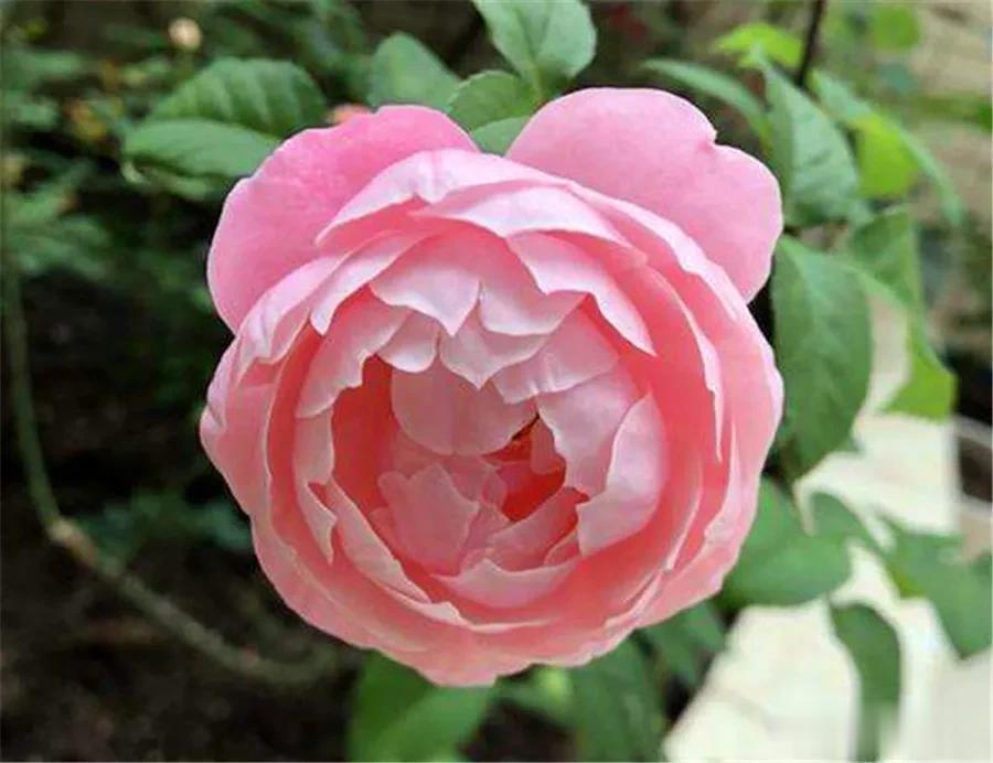 分享图片——美丽绝伦的月季花
