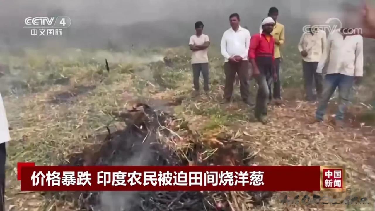 印度农民田间焚烧洋葱，表面上看是因洋葱售价过低，其实是在和印度政府鱼死网破！
2