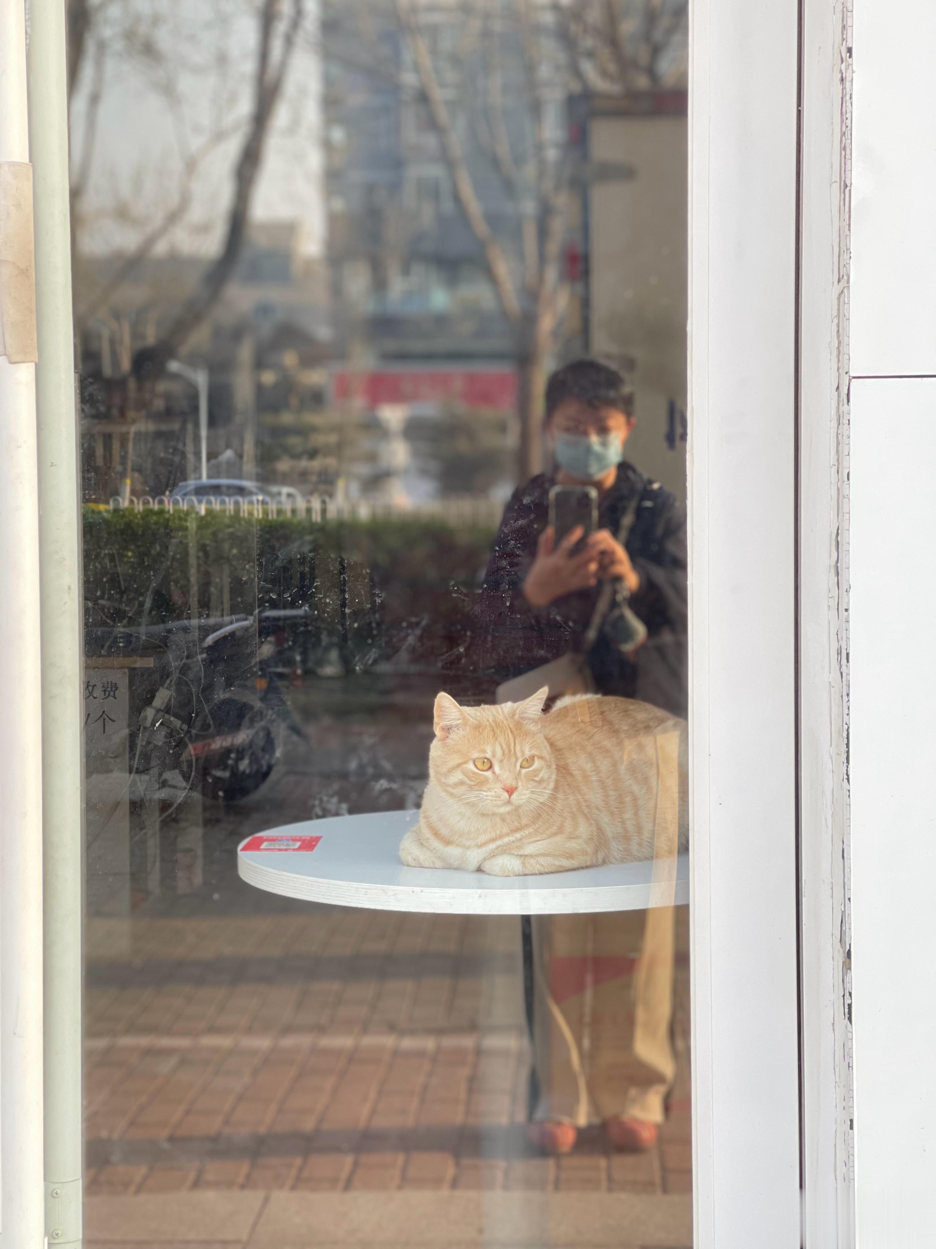 路遇一只看门的猫。百无聊赖的样子[哈哈][哈哈][哈哈] ​​​