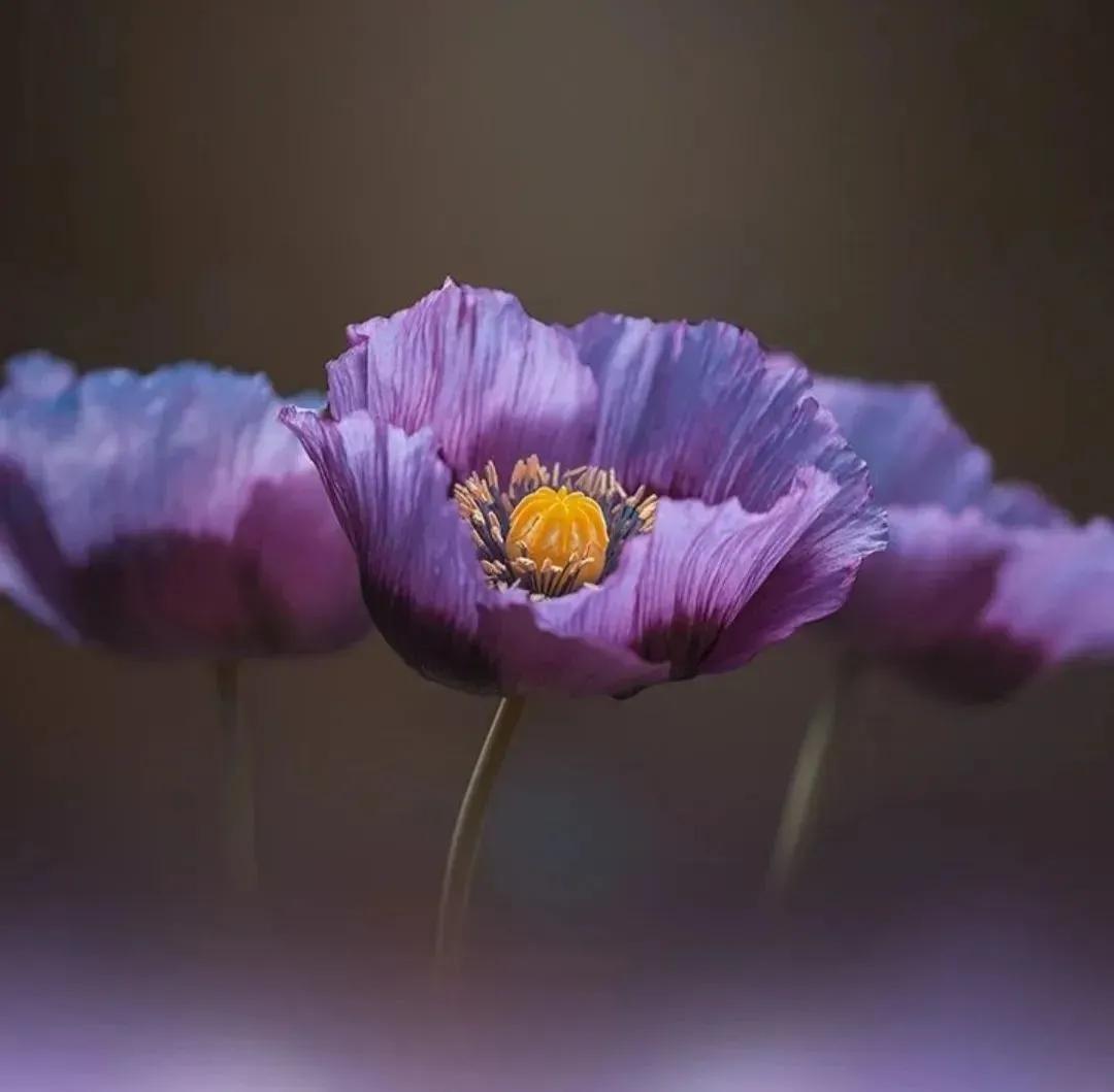 素材Ⅰ魔幻·异色·花卉
   