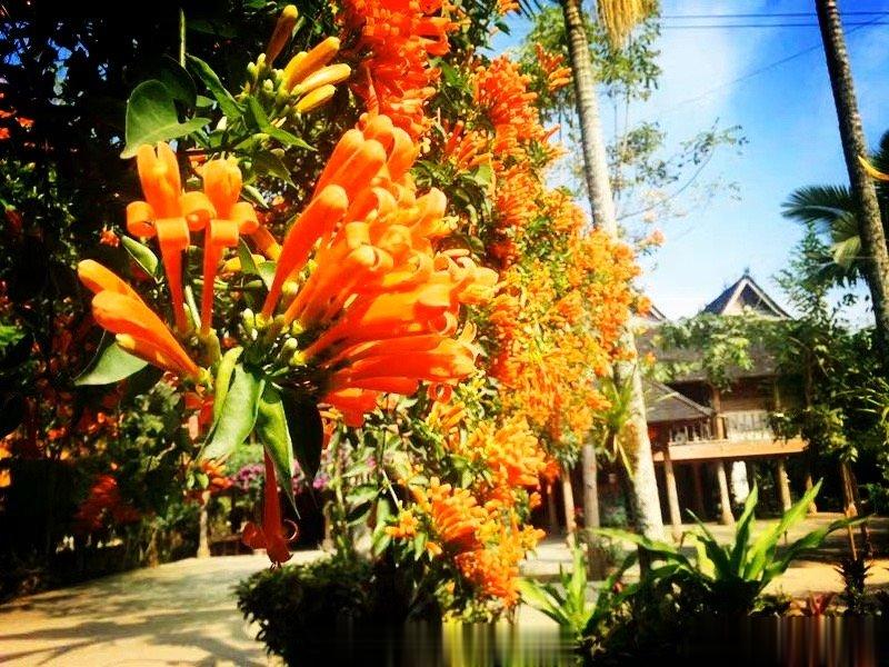 西双版纳傣族园竹楼前的鲜花，美