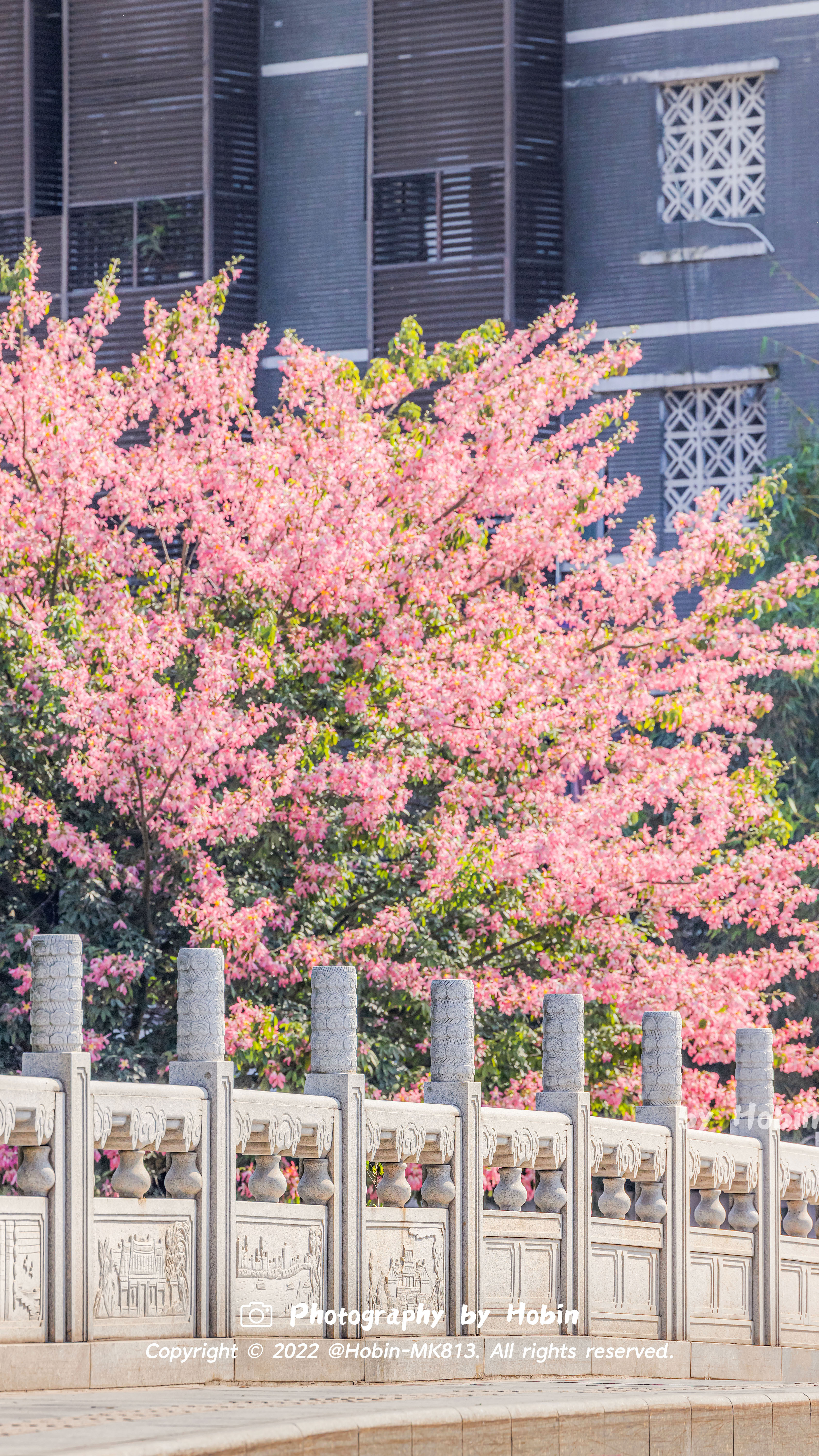 <p>粉雾弥漫的异木棉🌸是冬