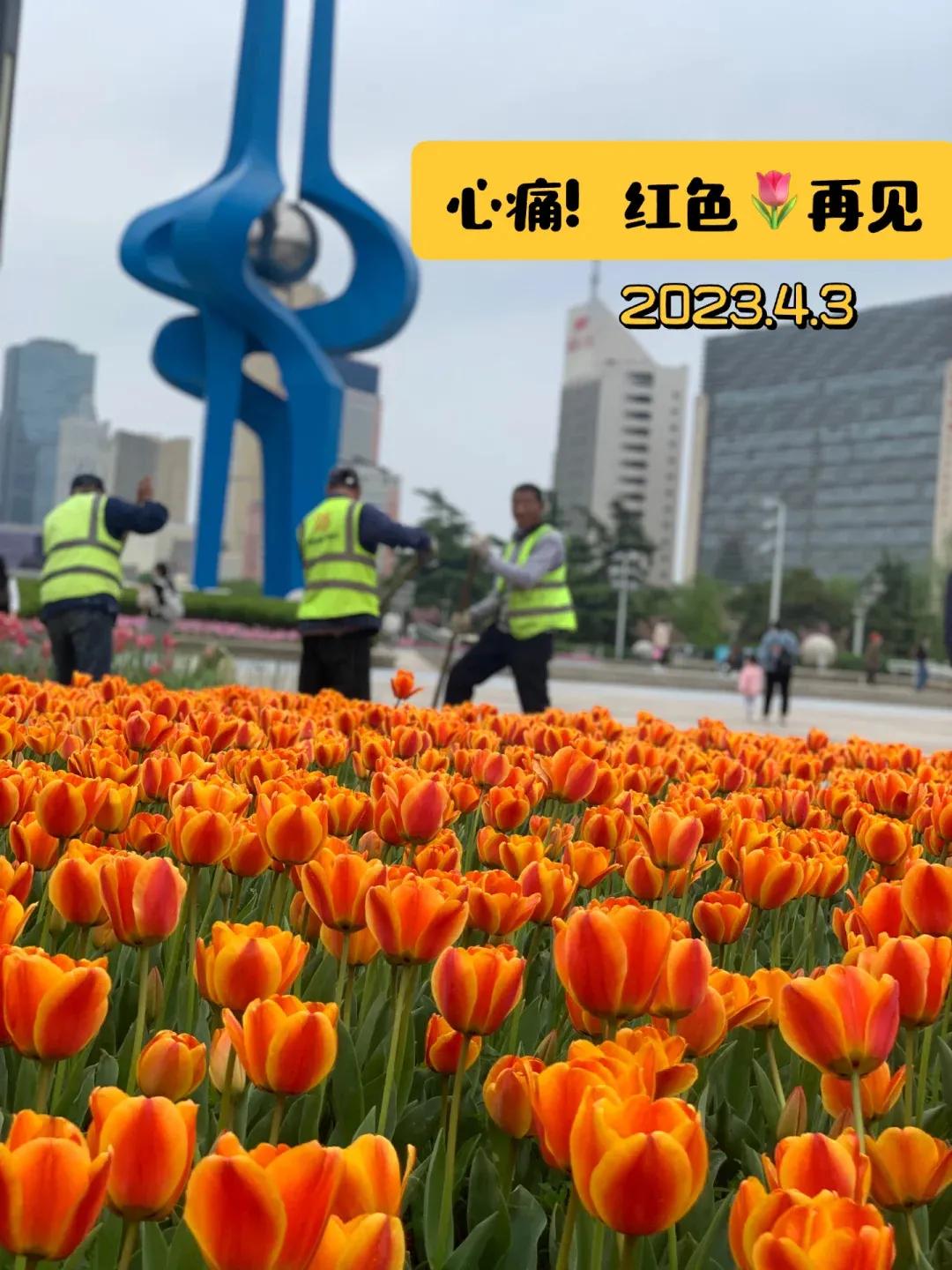 济南泉城广场的红色郁金香再见了[兔年大吉]
真的很心痛！红色被拔除了！ 
上周六