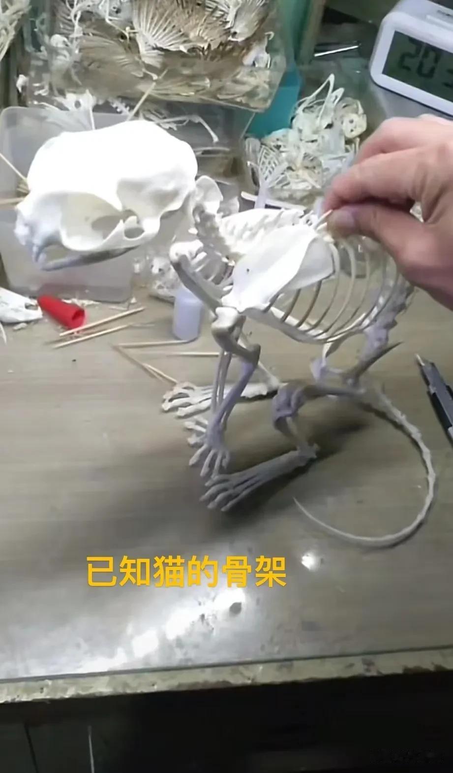 离奇！近日，黑龙江绥化某村庄，一村民准备扒房子时被吓坏了，铁栏杆的叉子上惊现一具