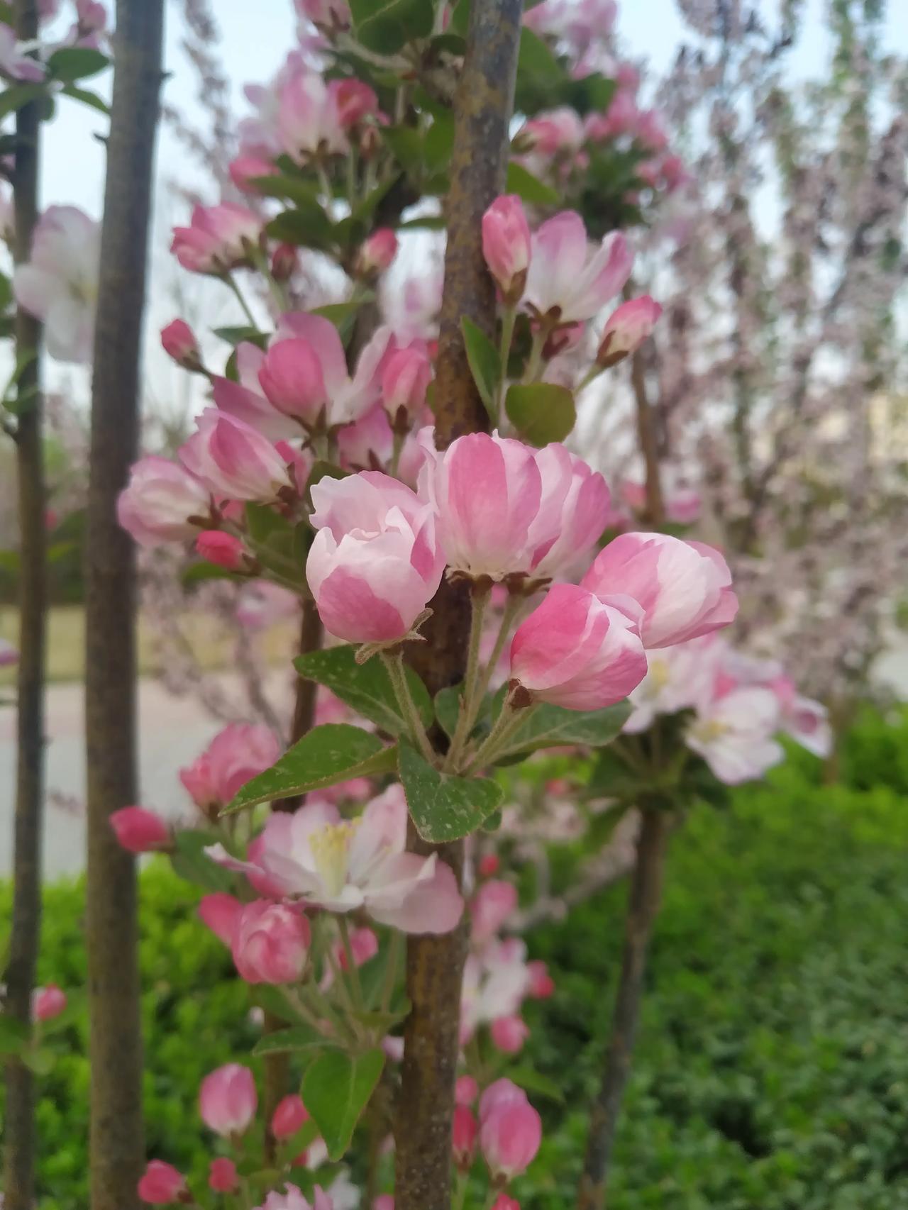 玉兰落，海棠开，海棠玉落碧桃展，
碧桃飘落何花拾，
自有金银并蒂生。
玉兰花美，