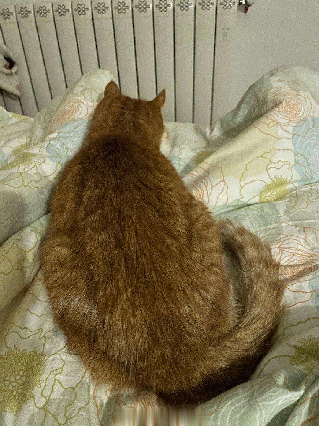  当斑斑后爹还是男朋友的时候，斑斑对他算是可有可无，后来我出国期间把斑斑星星寄养