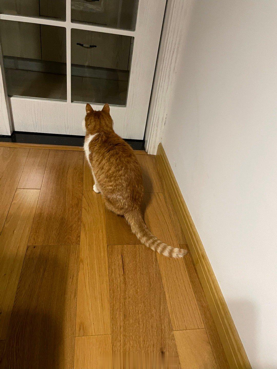  猫宁～ 让我进去查查煤气！师傅你上岗太早了吧！ ​​​