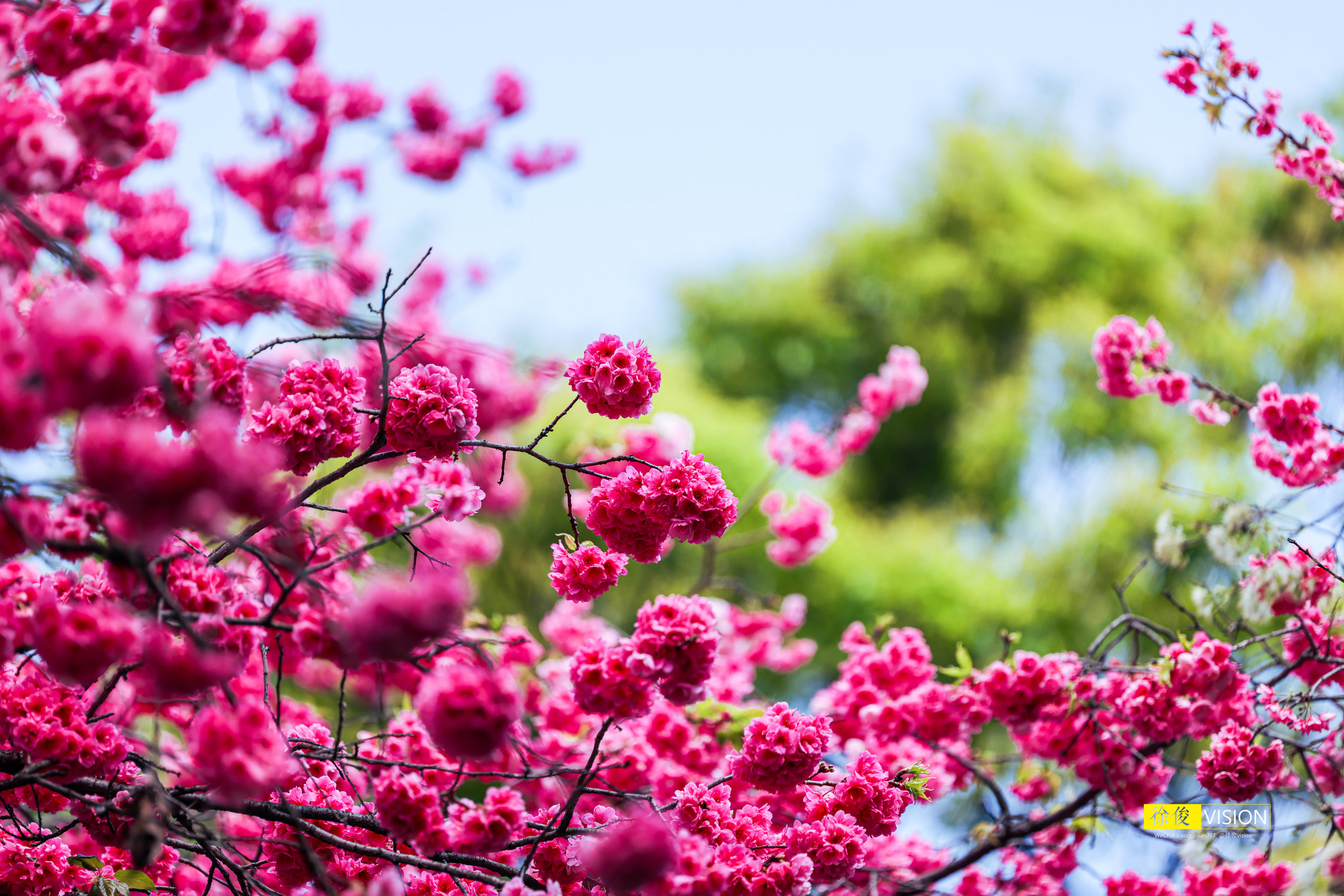 春城无处不飞花 圆通樱潮惹人醉 摄 ​​​