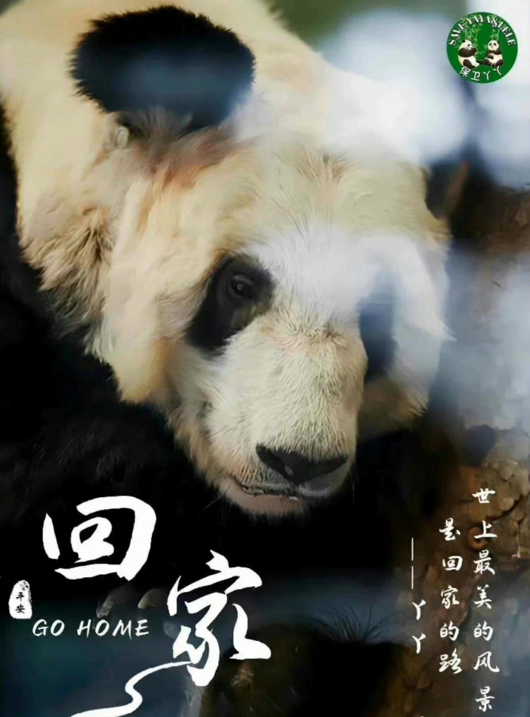 #阳光信用# [熊猫] #每日一善# 如果内心的蝴蝶从未苏醒，枯叶蝶的一生，也只