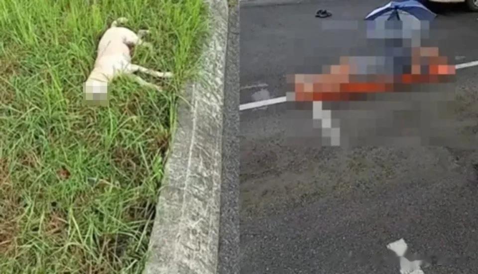 马来西亚男子骑摩托车撞上流浪狗、人和狗双双死亡

今天早晨6点多，在马来西亚砂拉