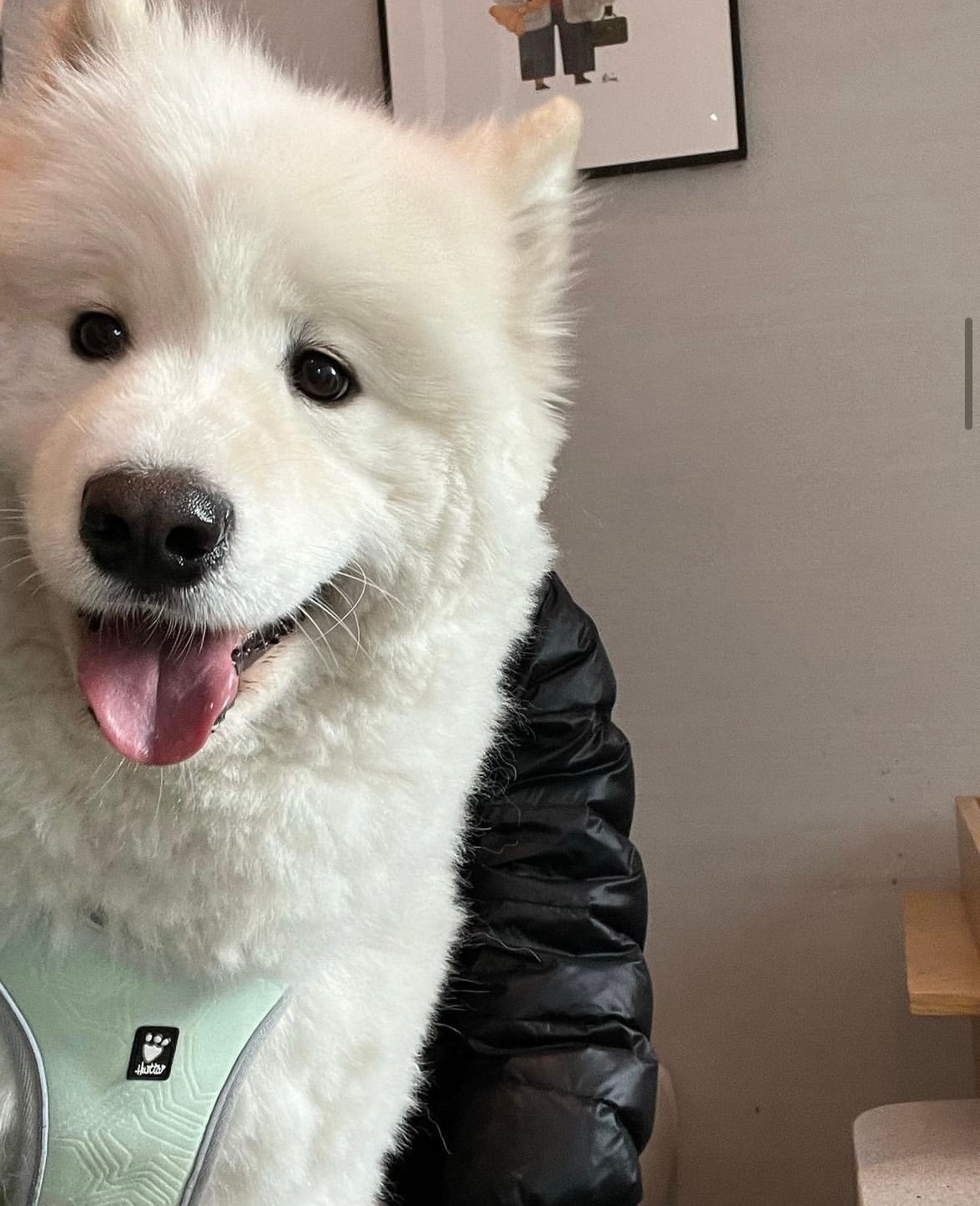 耶耶我啊，被爱包围啦！ig：podo_the_samoyed ​​​