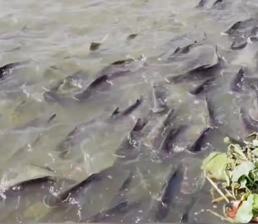 目前多个地区出台相关法律，禁止随意放生，否则可能犯法。
一般严禁放生鳄龟、巴西龟