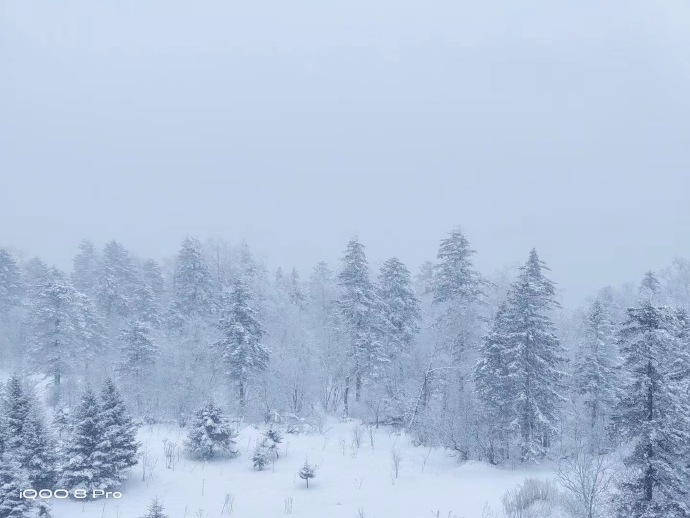 去年大雪节气那天，手机拍的。 ​​​