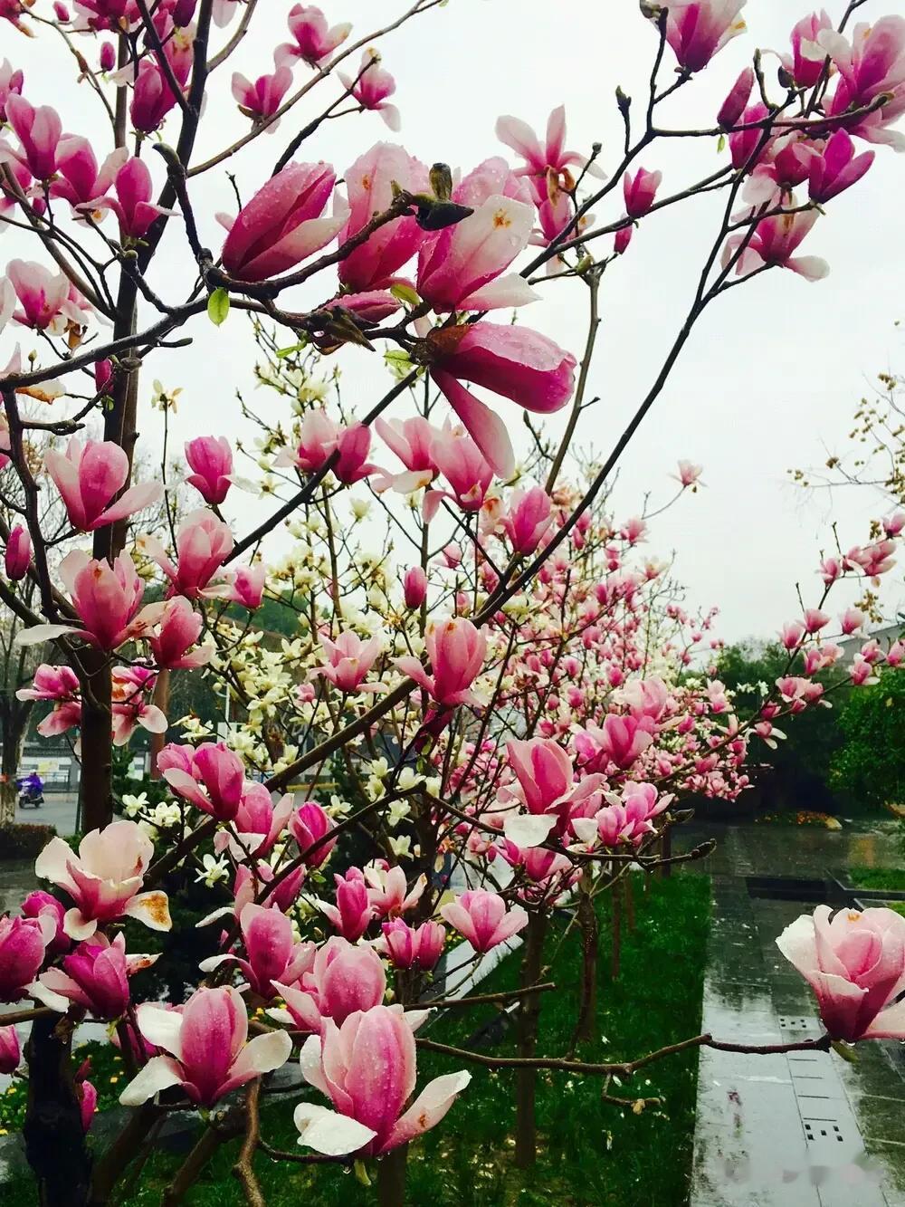 分享图片——欣欣向荣春暖花开
