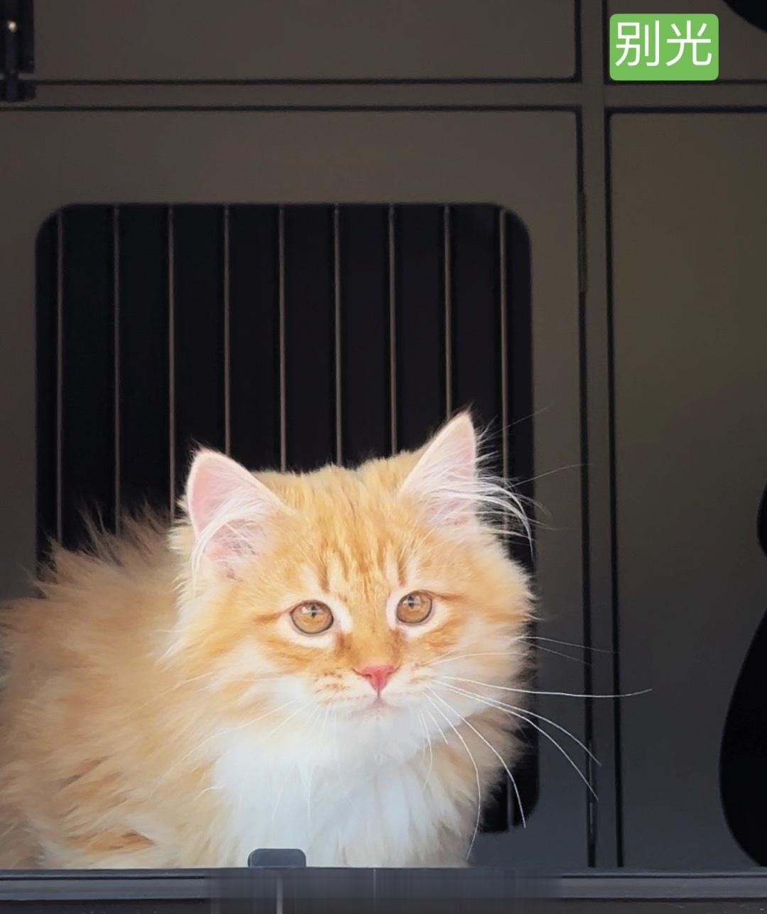 车窗里的小猫咪（三天整理了6000多视频+照片，我发誓整理照片这事以后再也不拖延