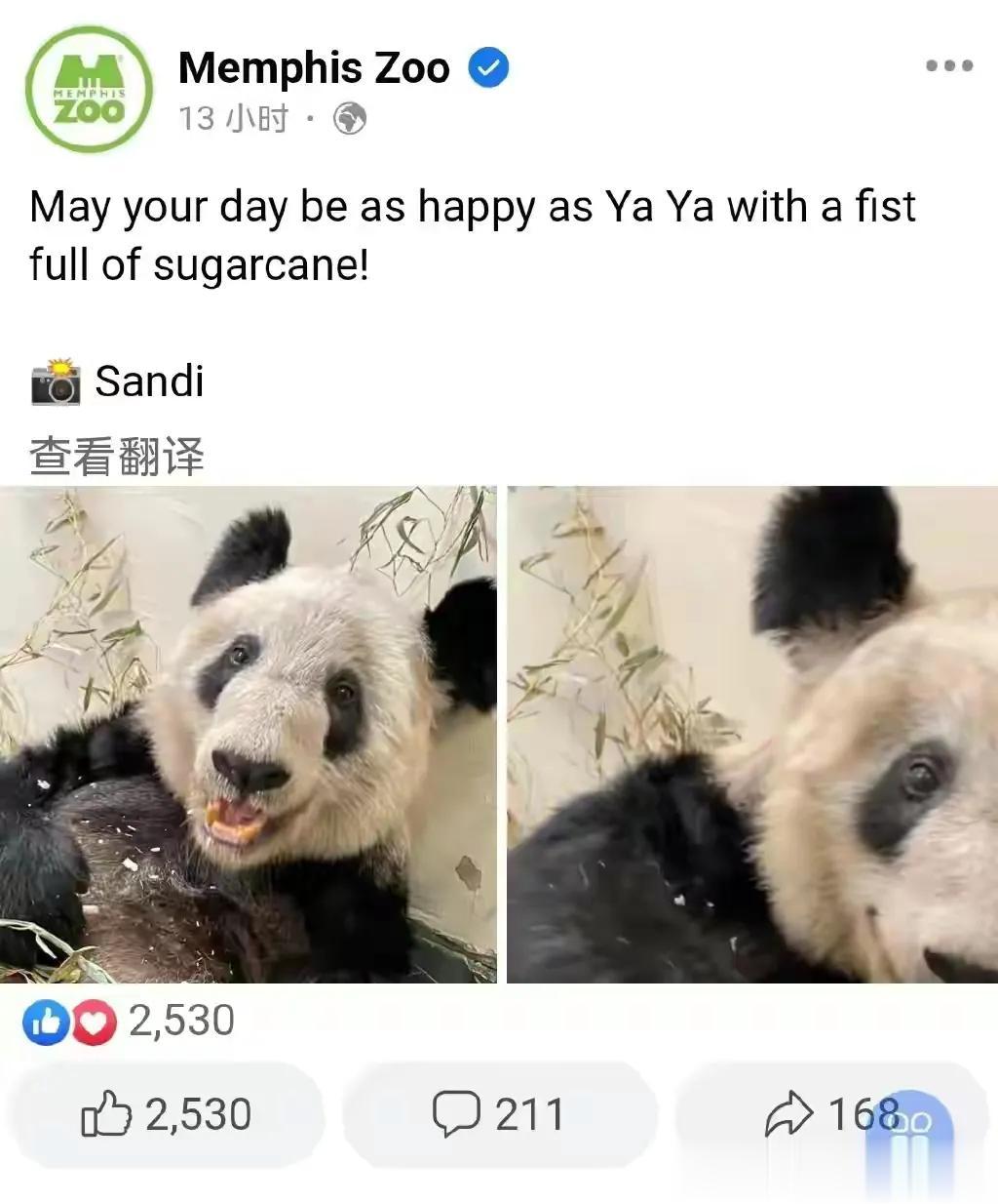 美国政府脸都不要了，现在动物园也是？！3月1日，美国孟菲斯动物园发布了大熊猫“丫