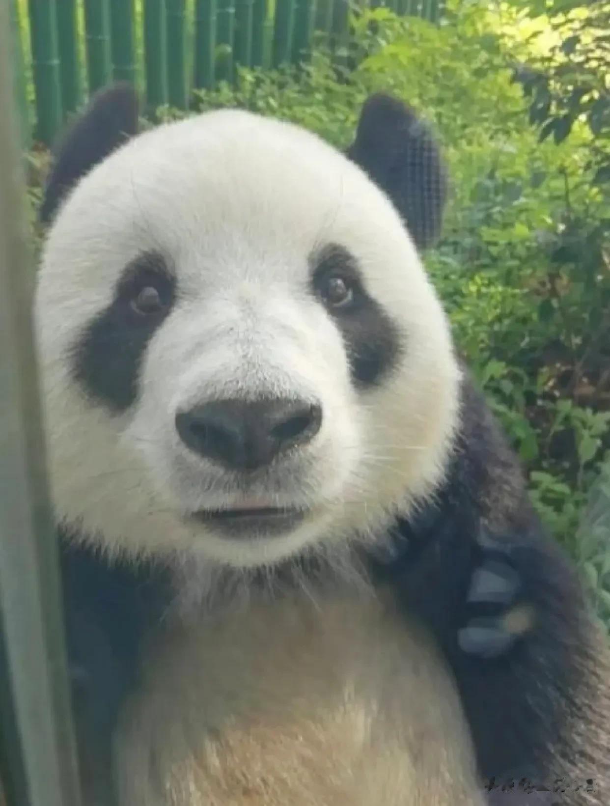 见过萌的，真没见过这么萌的[摸头][摸头]
好圆啊她，好可爱啊！
今天来认识了一