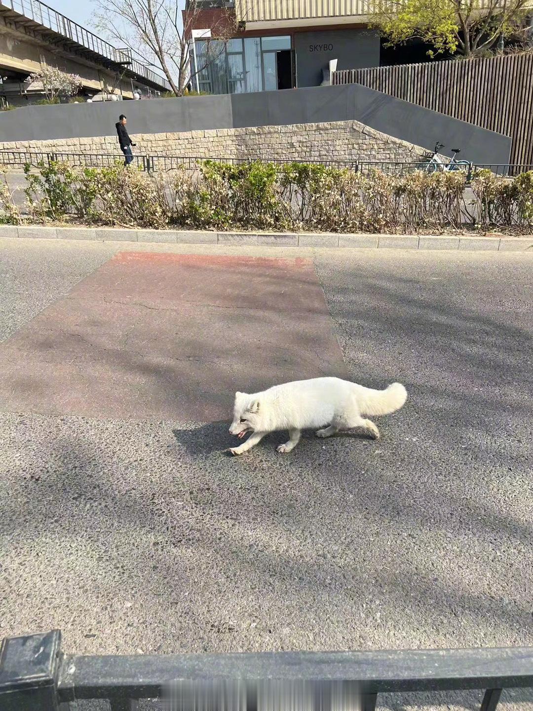 网友投稿，朝阳高碑店发现一只流浪狐狸…… ​​​