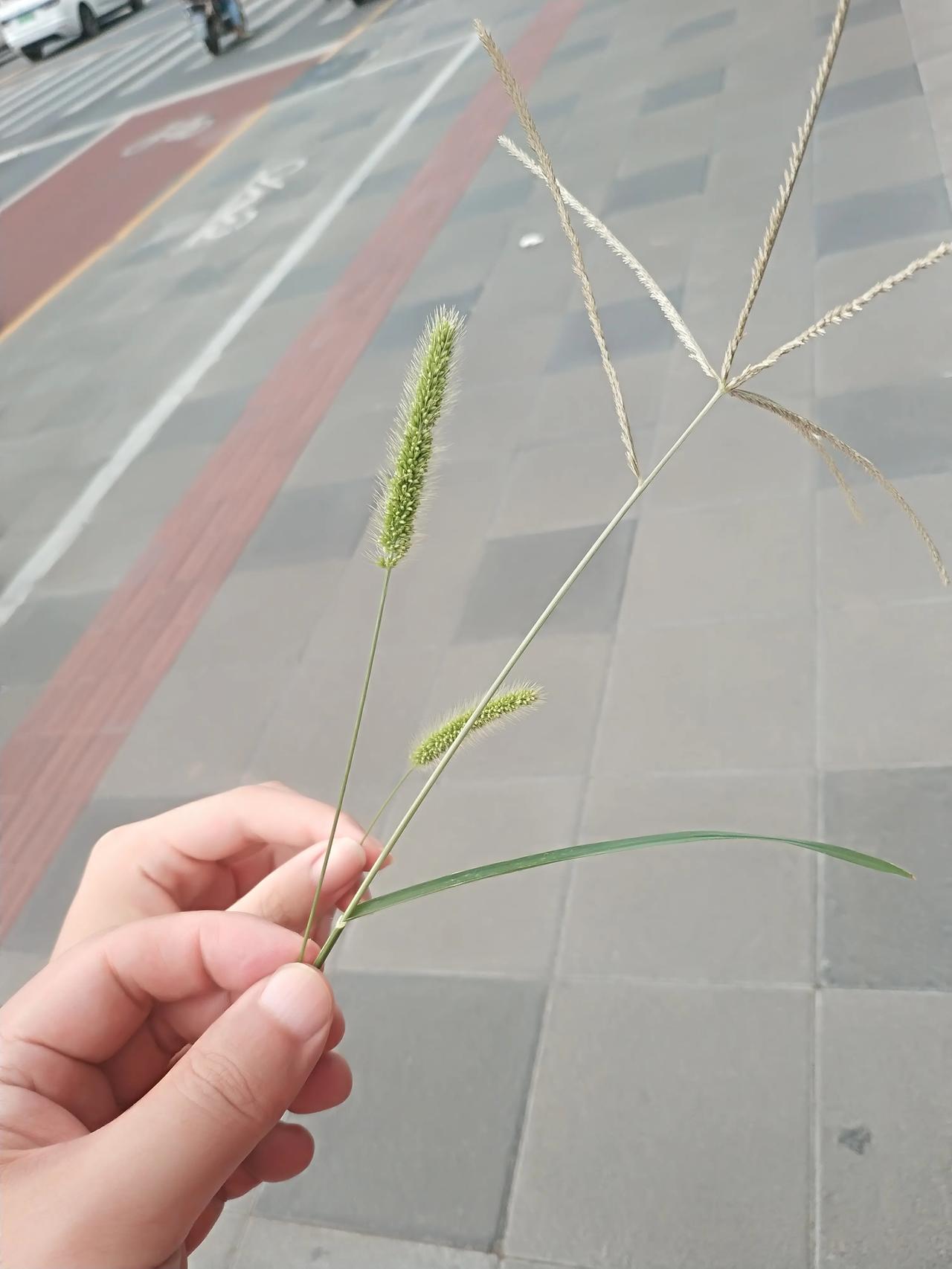 还没走到家,逗猫的家伙什都准备好了[呲牙][呲牙][呲牙]

 
