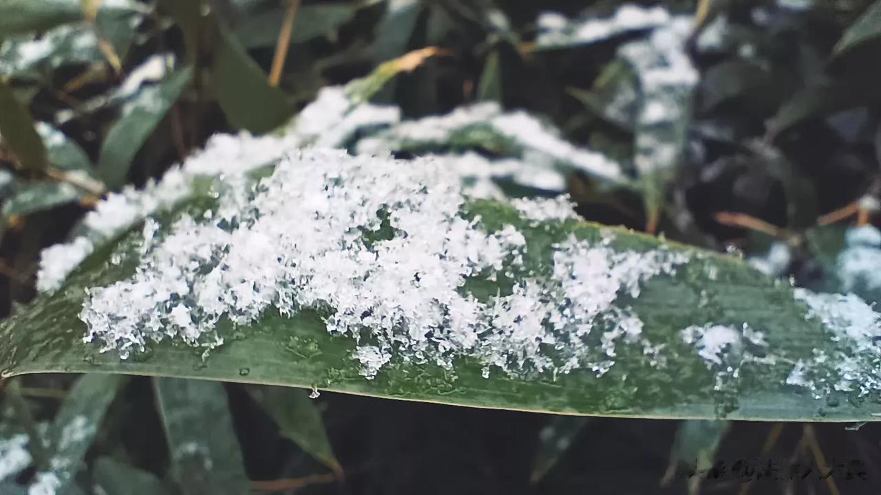 郑州
下雪了
小区喇叭没有喊下