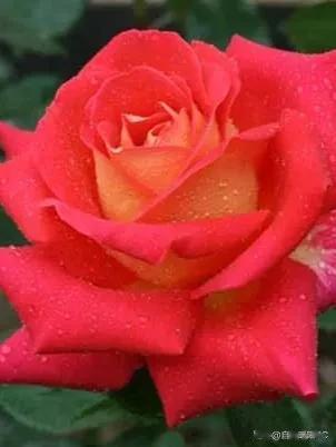  上联：花红柳绿又一春 求下联？