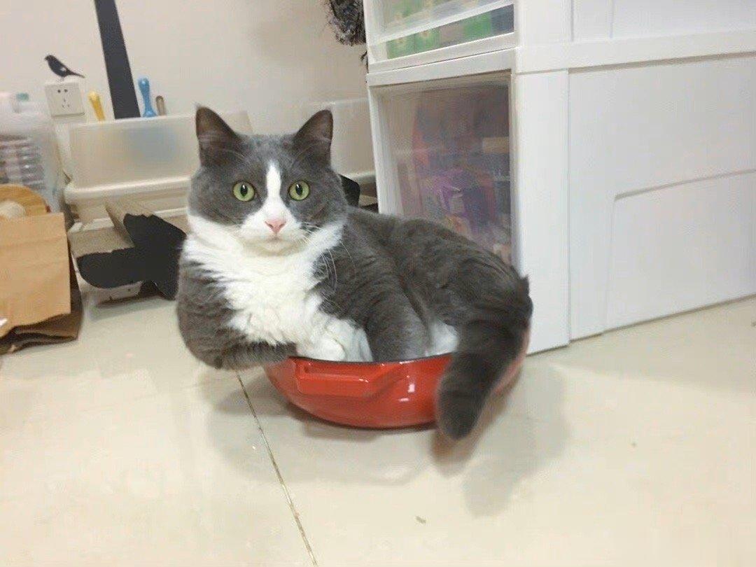  不，猫之大，一锅都炖不下 ​