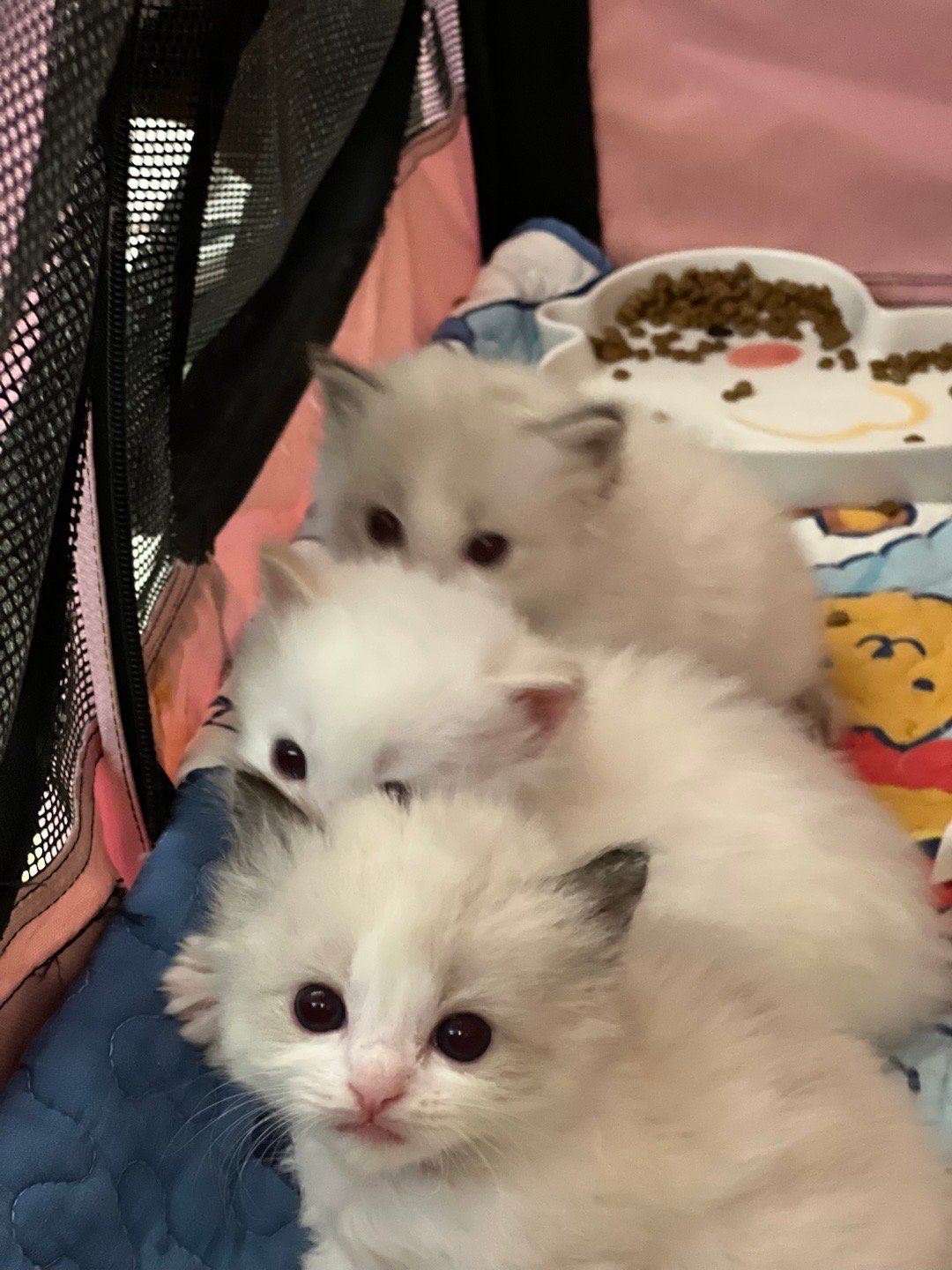 终于学会拉屎在猫砂盆了排队喝盆盆奶 ​​​