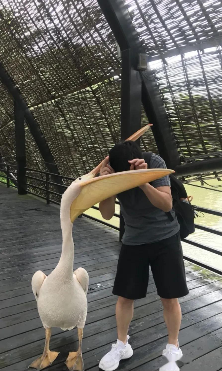 原来成语是有出处的时候“鹈鹕灌顶”[笑哭]
鹈鹕：让我用嘴丈量一下你的思想吧
怎