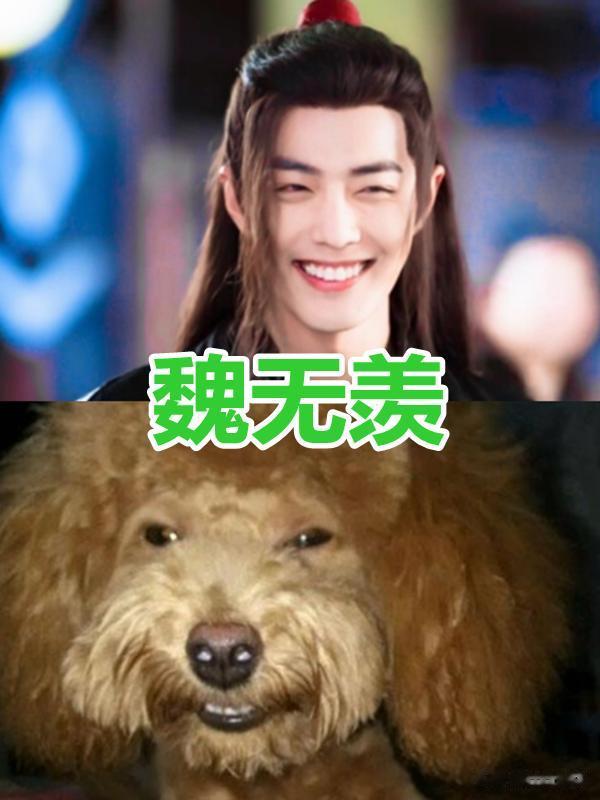 当《陈情令》撞脸小动物，以为温逐流够像了，看到江澄：笑出声！
喜欢陈情令的小伙伴