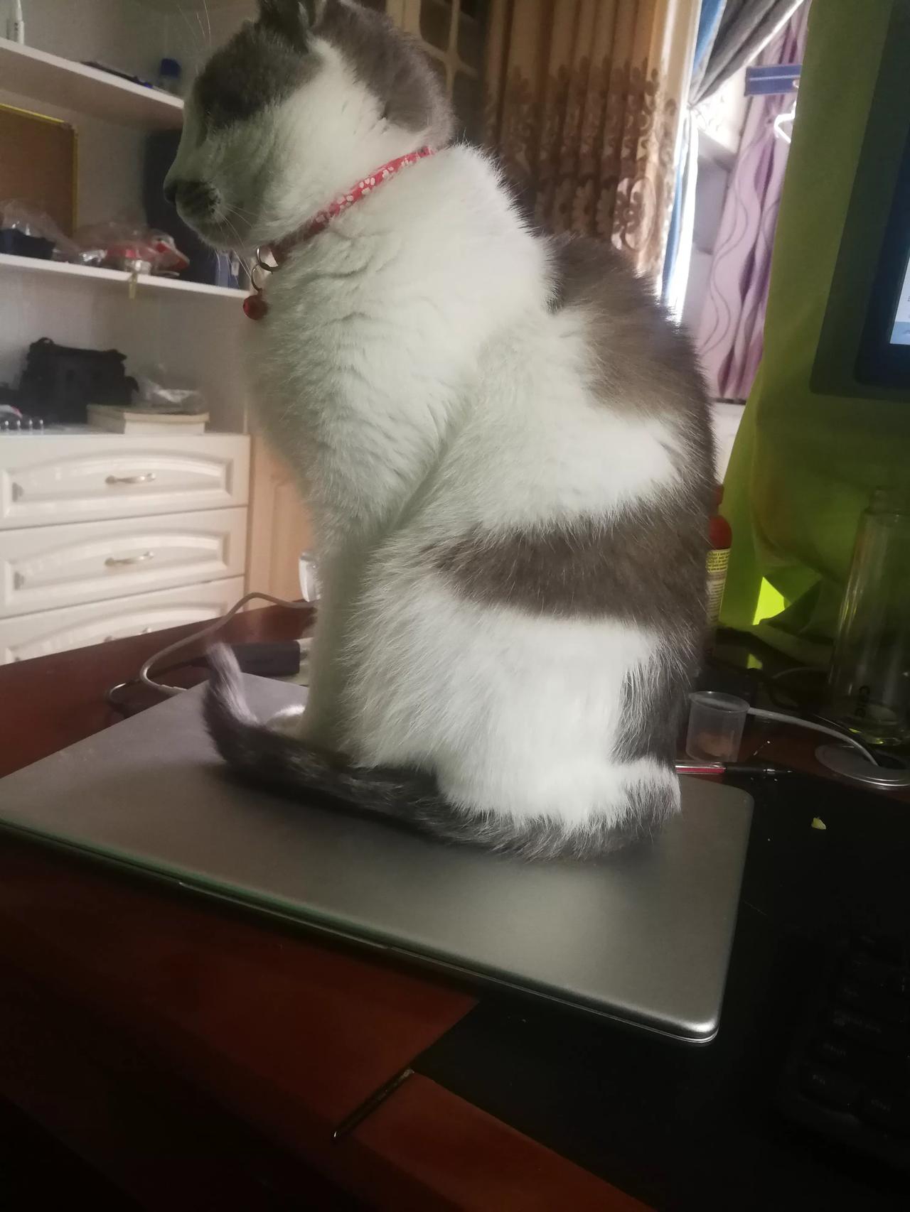 价值一万元的笔记本电脑，在花猫