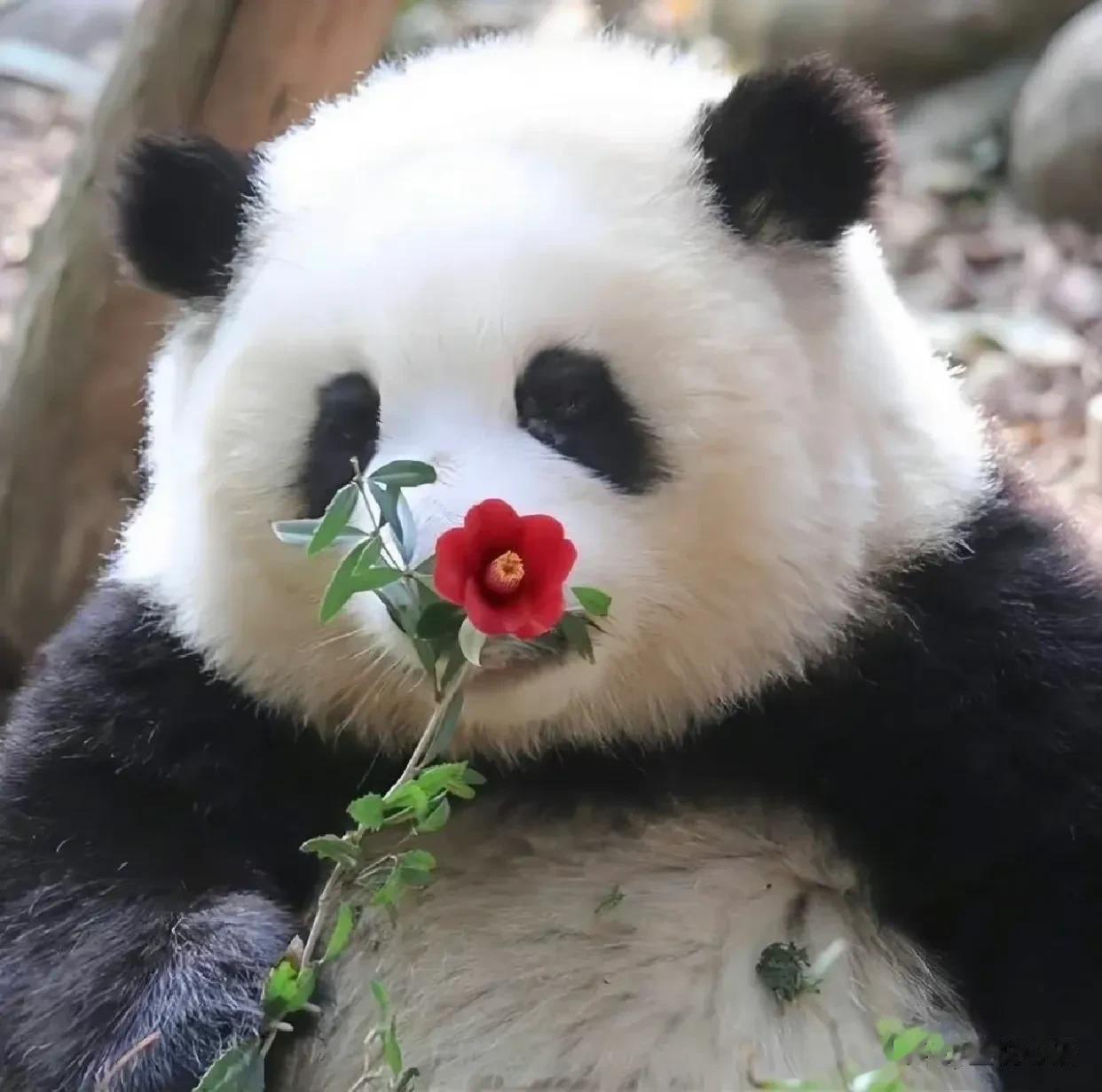 全网都知道，这是一只以为自己名字叫“果赖”的熊猫[笑哭][笑哭]，花花真的太可爱