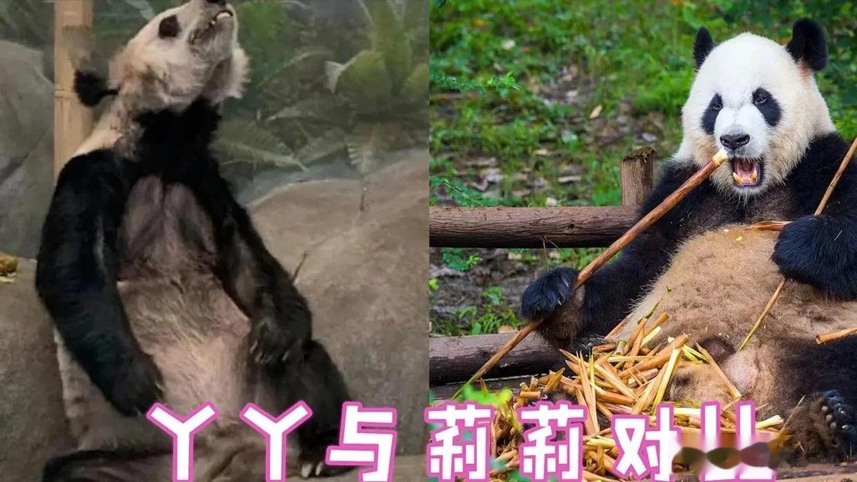 大熊猫丫丫还没回来，又要把顿顿送过去了？
厉害了我的国，你到底在跪舔美国什么？
