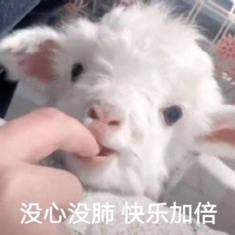 小咩咩看小说