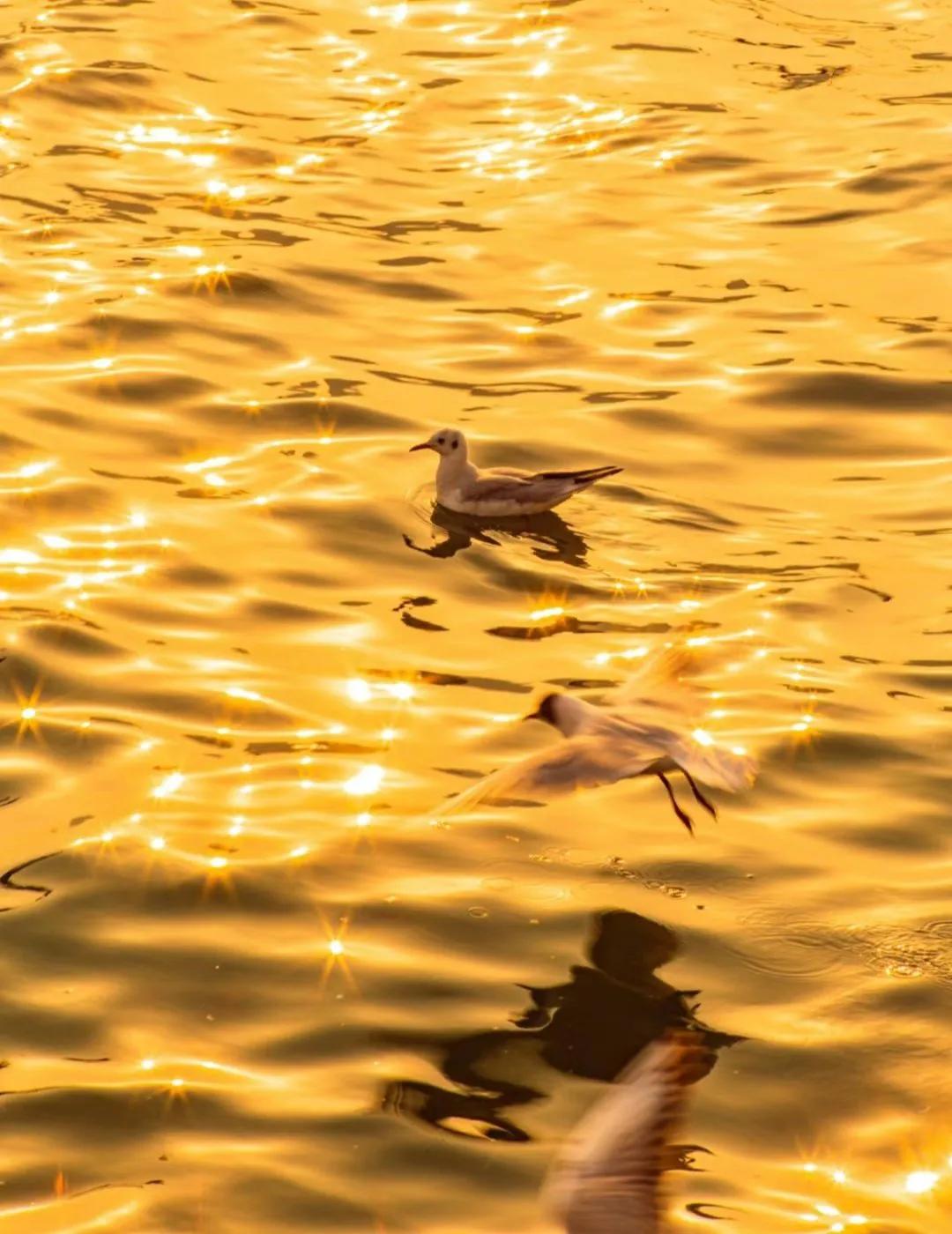 “  波光随鸟度，春色共云闲 ...  ” ​​
  
