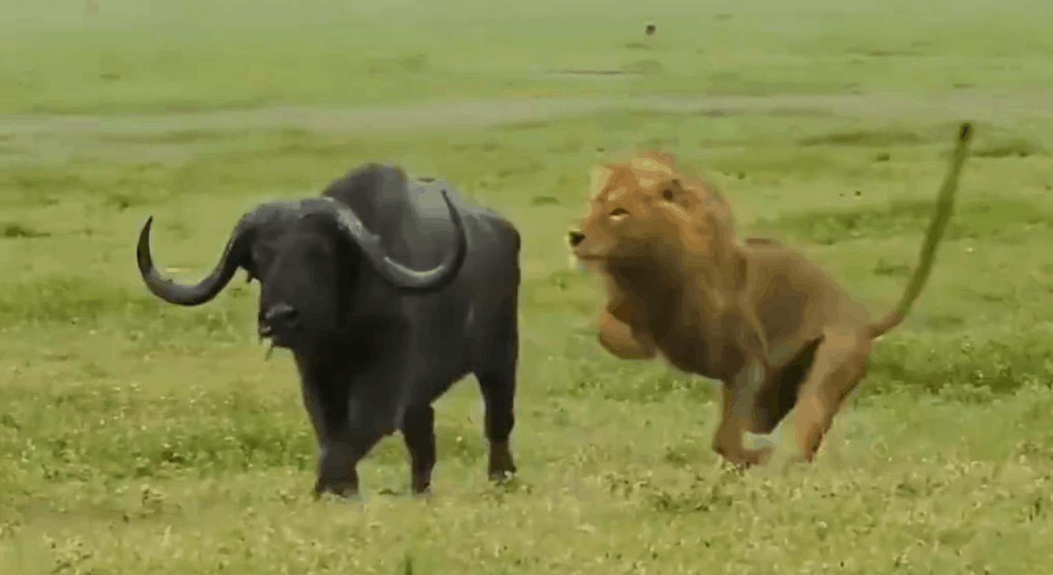 当看到不远处有一头落单的野牛，