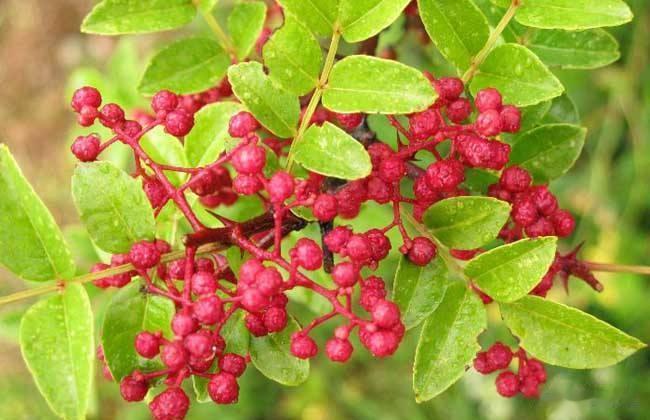  野花椒是一种野生植物，它属于云香科这种植物的根，果实和叶子都能入药，是药用价值