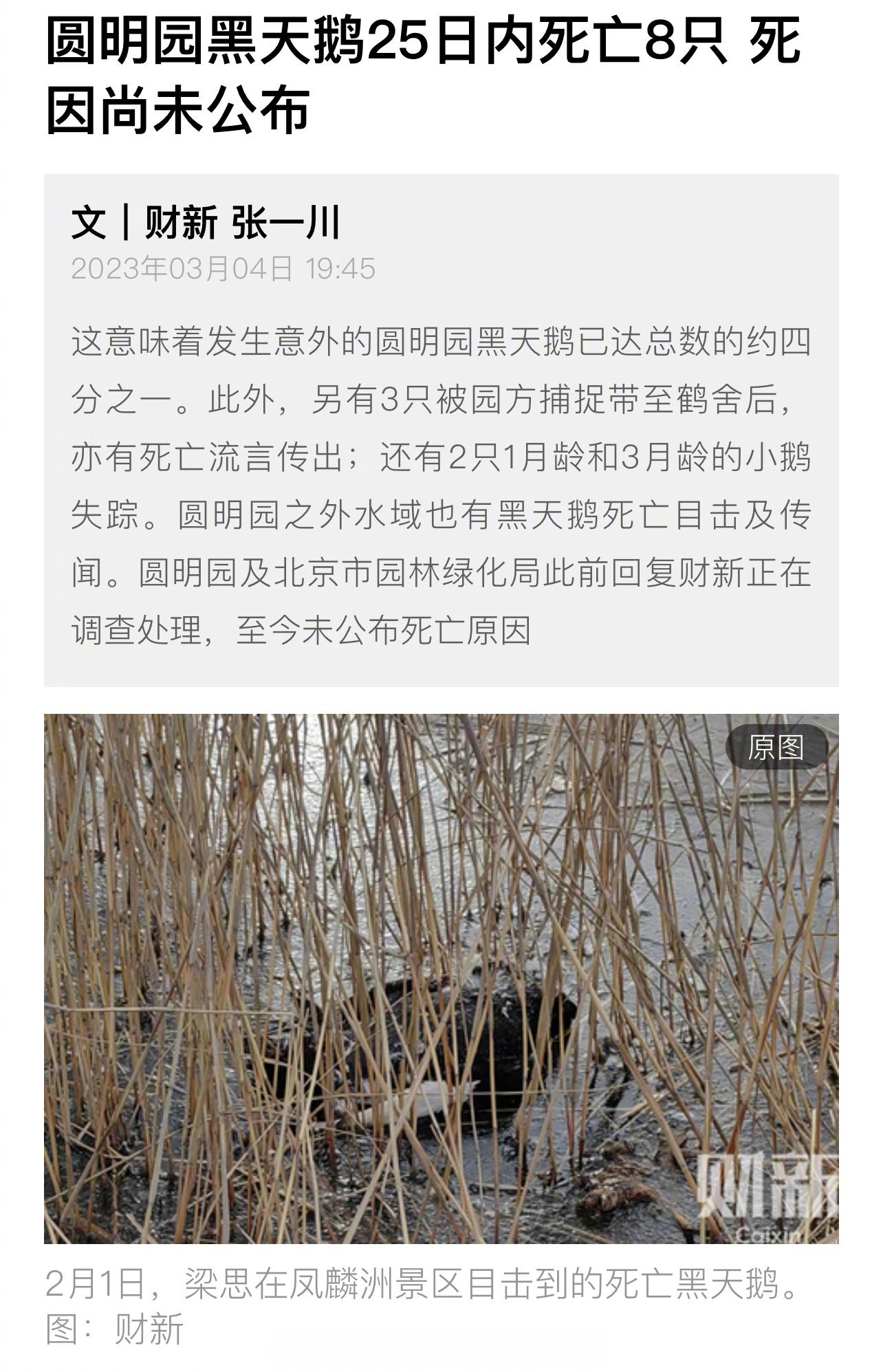 圆明园黑天鹅25日内死亡8只……[蜡烛][蜡烛][蜡烛] ​​​
